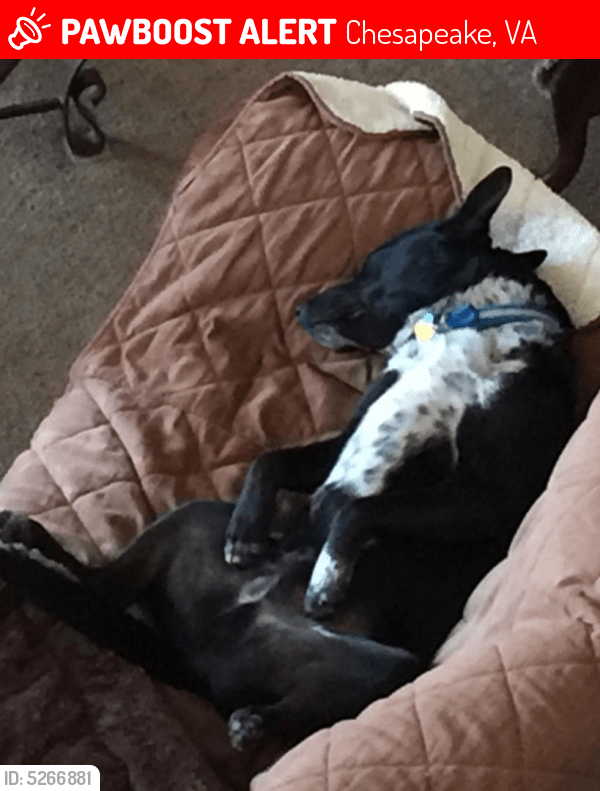 Lost Male Dog in Chesapeake, VA 23322 Named Jet (ID 5266881) PawBoost
