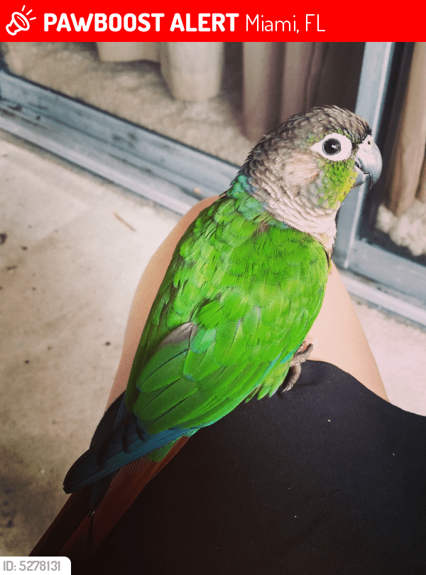 Lost Male Bird in Miami, FL 33126 Named Pipo (ID 5278131) PawBoost
