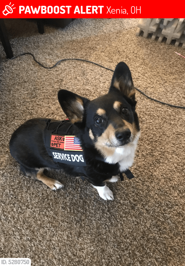 Lost Male Dog in Xenia, OH 45385 Named Jasper (ID 5280750) PawBoost