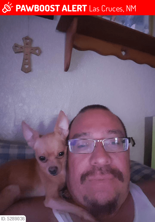 Lost Male Dog in Las Cruces, NM 88001 Named Gizmo (ID 5289036) PawBoost