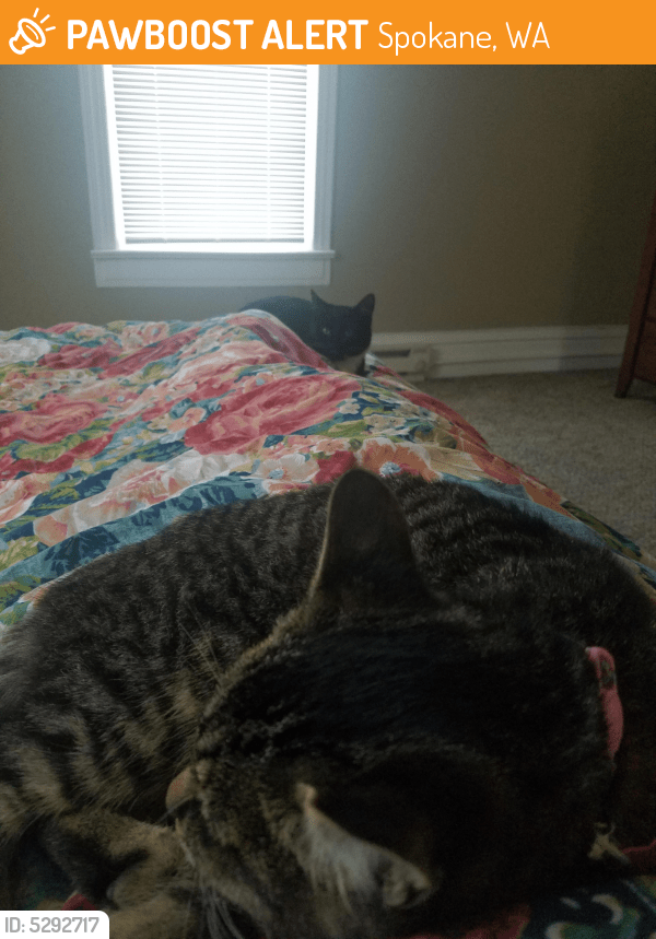 Found/Stray Female Cat in Spokane, WA 99205 (ID 5292717) PawBoost