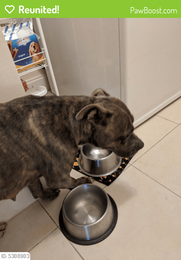 Reunited Female Dog in Katy, TX 77449 (ID 5308903) PawBoost