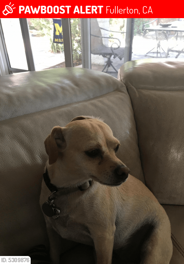 Lost Male Dog in Fullerton, CA 92831 Named Dougie (ID 5309876) PawBoost