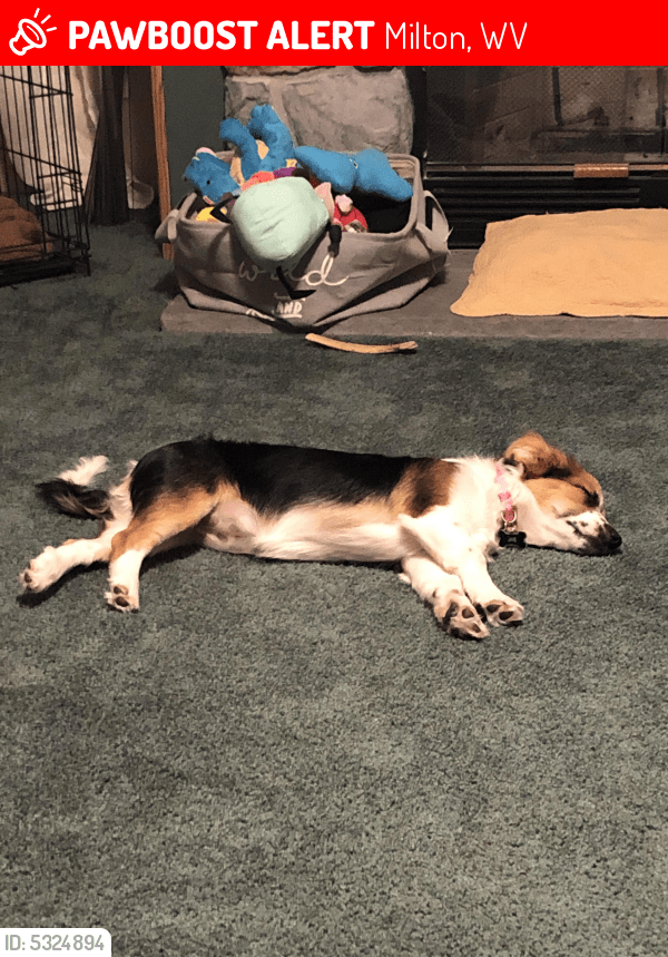 Lost Female Dog in Milton, WV 25541 Named Keiko (ID 5324894) PawBoost