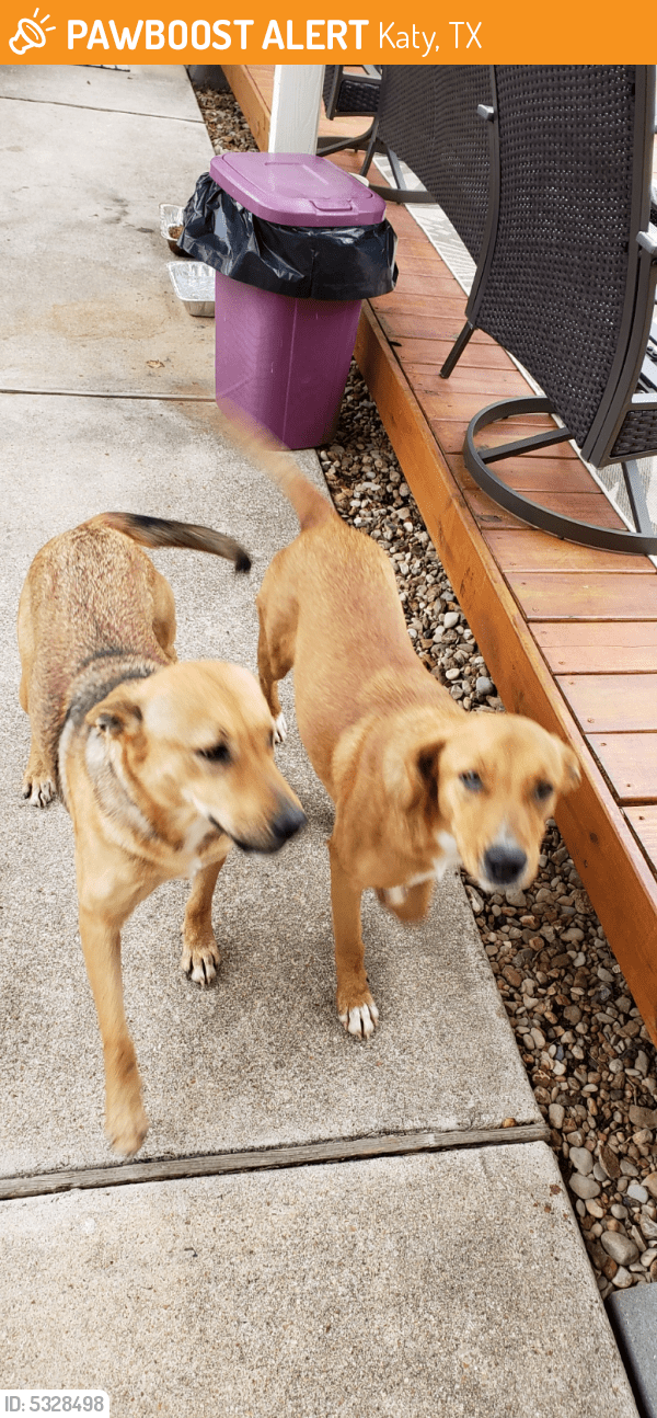 Surrendered Female Dog in Katy, TX 77493 (ID 5328498) PawBoost
