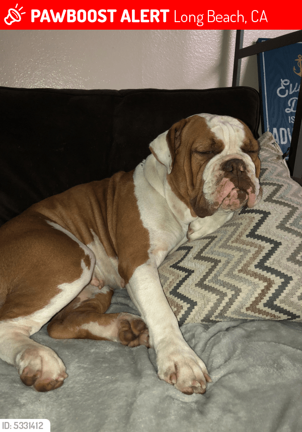 Lost Male Dog in Long Beach, CA 90805 Named Sasha (ID 5331412) PawBoost