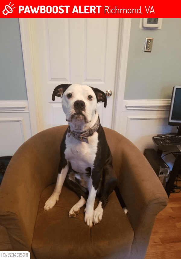 Lost Male Dog in Richmond, VA 23249 Named Poe (ID 5343528) PawBoost