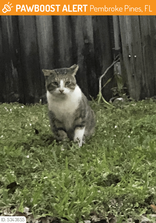Rehomed Cat in Pembroke Pines, FL 33024 (ID 5343655) PawBoost