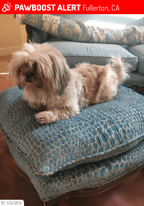 Lost Female Dog in Fullerton, CA 92832 Named Gidget (goo) (ID 5345651) PawBoost