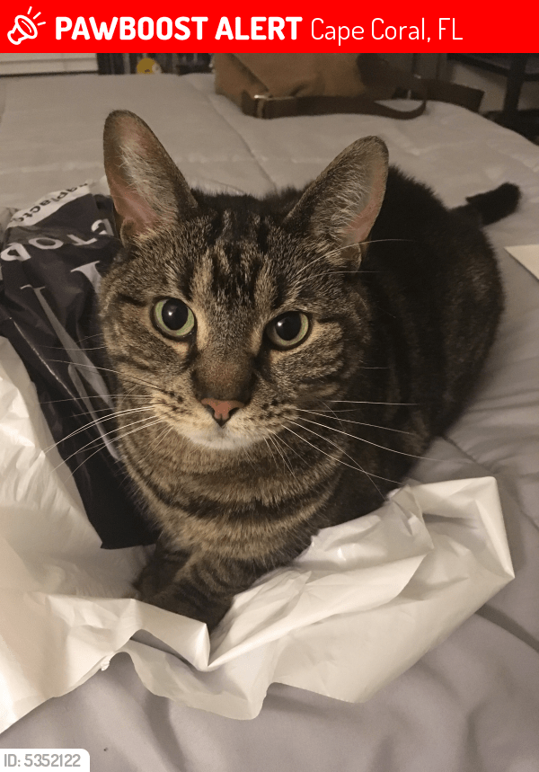 Lost Female Cat in Cape Coral, FL 33909 Named Shea (ID 5352122) PawBoost