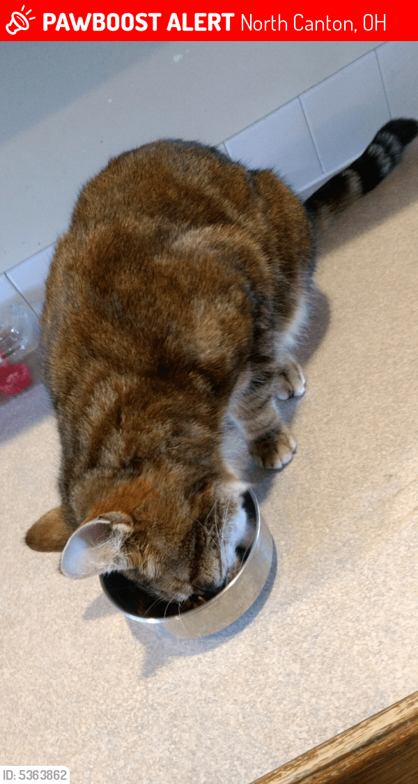 Lost Female Cat in North Canton, OH 44721 Named Sam (ID 5363862