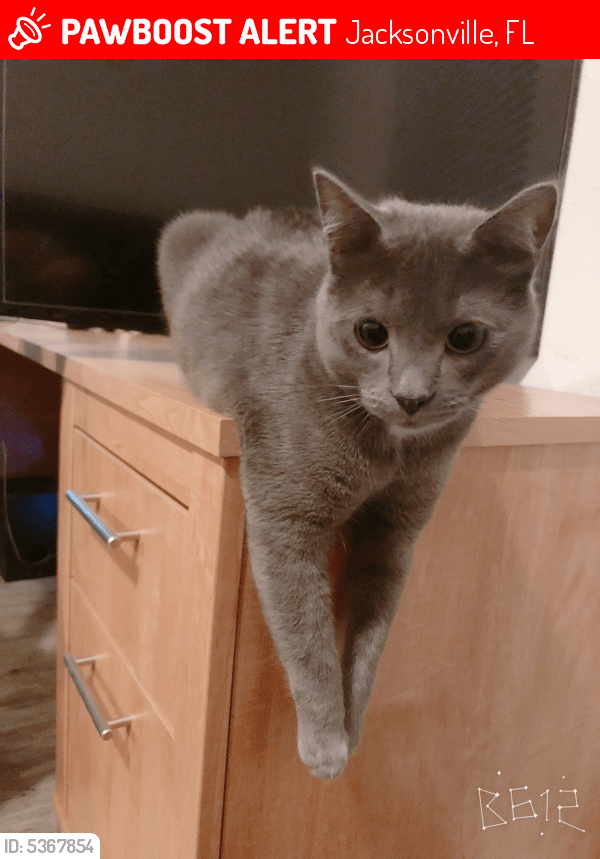 Lost Male Cat in Jacksonville, FL 32210 Named Shadow (ID 5367854