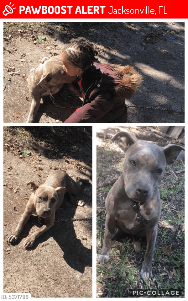 Lost Female Dog in Jacksonville, FL 32204 Named Baby (ID 5371796