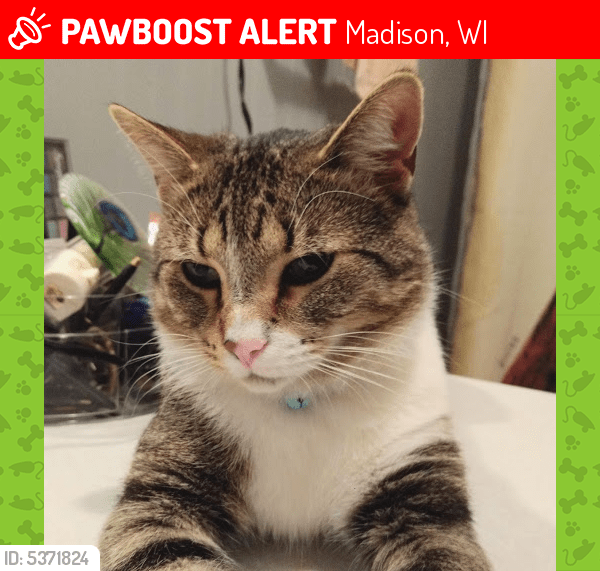 Lost Male Cat in Madison, WI 53711 Named Suchi (ID 5371824) PawBoost