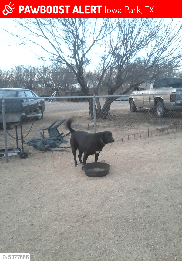 Lost Female Dog in Iowa Park, TX 76367 Named Duchess (ID 5377666