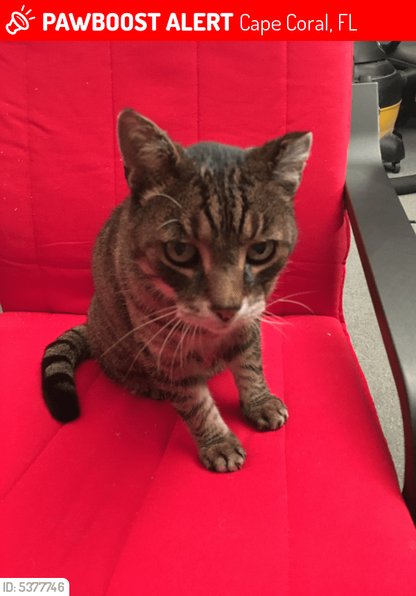 Lost Male Cat in Cape Coral, FL 33914 Named Mister (ID 5377746) PawBoost