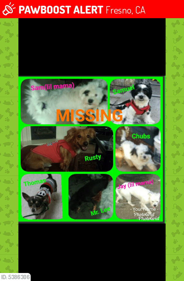 Lost Dog in Fresno, CA 93727 Named 7 Dogs Missing (ID 5386306) PawBoost