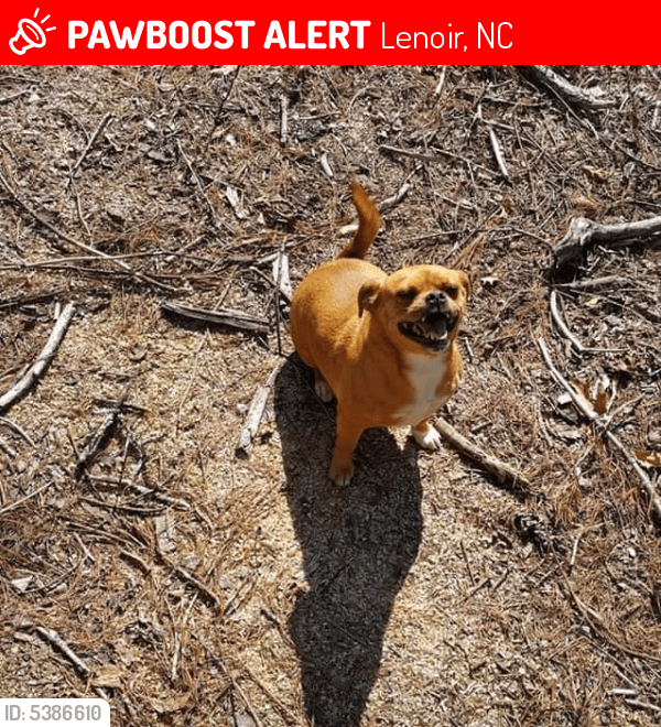 Lost Female Dog in Lenoir, NC 28645 Named Bugg (ID 5386610) PawBoost