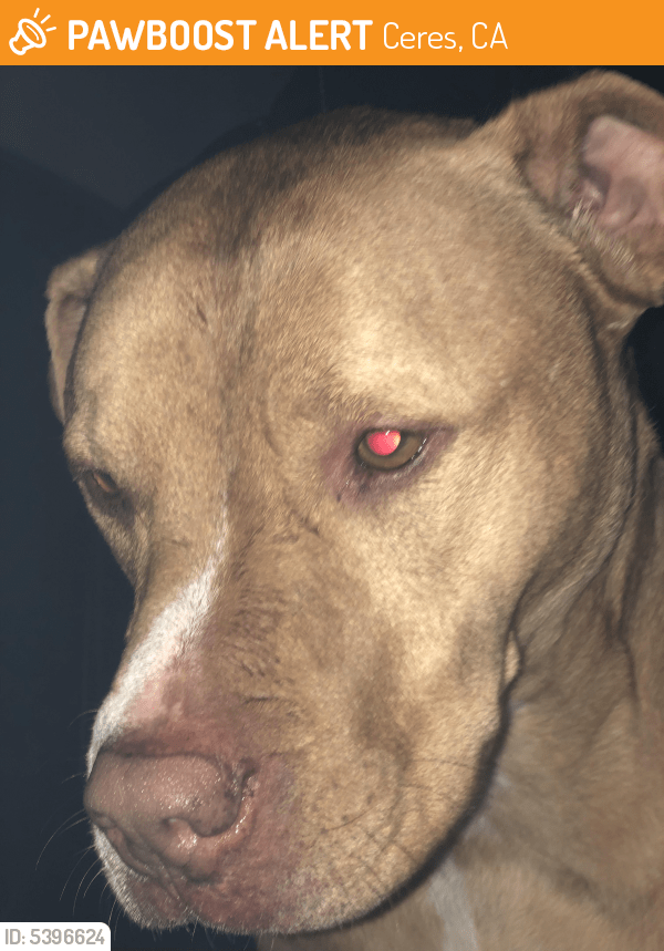 Found/Stray Male Dog in Ceres, CA 95351 (ID 5396624