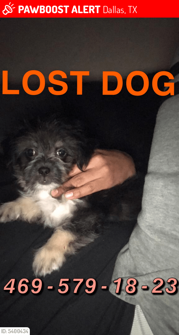 Lost Male Dog in Dallas, TX 75253 Named Tobby (ID 5400434) PawBoost