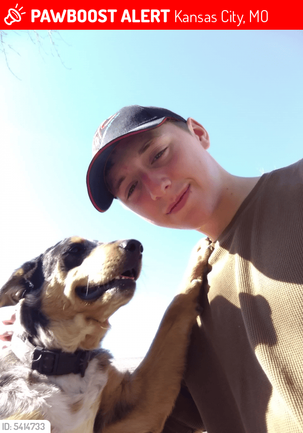 Lost Male Dog in Kansas City, MO 64129 Named Sarge (ID 5414733) PawBoost