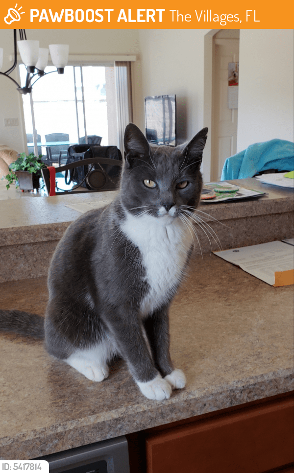 Surrendered Male Cat in The Villages, FL 32162 (ID 5417814) PawBoost