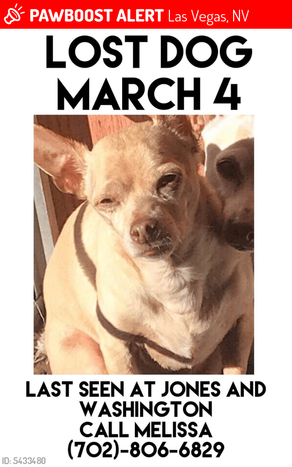 Lost Male Dog in Las Vegas, NV 89107 Named Cheech (ID 5433480) PawBoost
