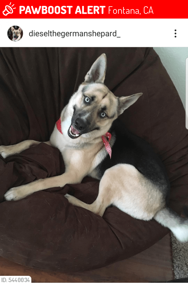 Lost Male Dog in Fontana, CA 92335 Named Diesel (ID 5440034) PawBoost