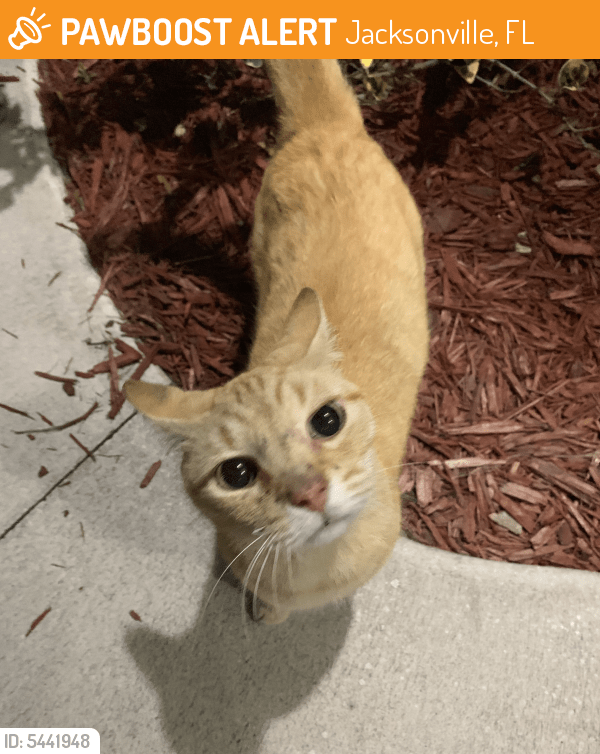 Found/Stray Cat in Jacksonville, FL 32257 (ID 5441948) PawBoost