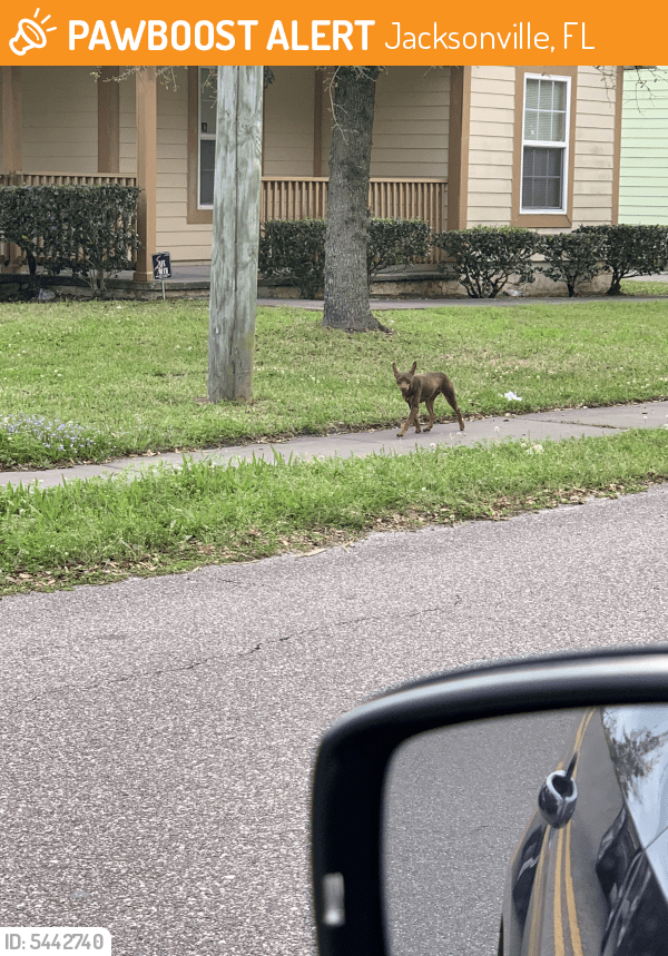 Found/Stray Dog in Jacksonville, FL 32206 (ID 5442740) PawBoost