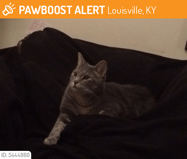 Found/Stray Male Cat in Louisville, KY 40229 (ID 5444860) PawBoost