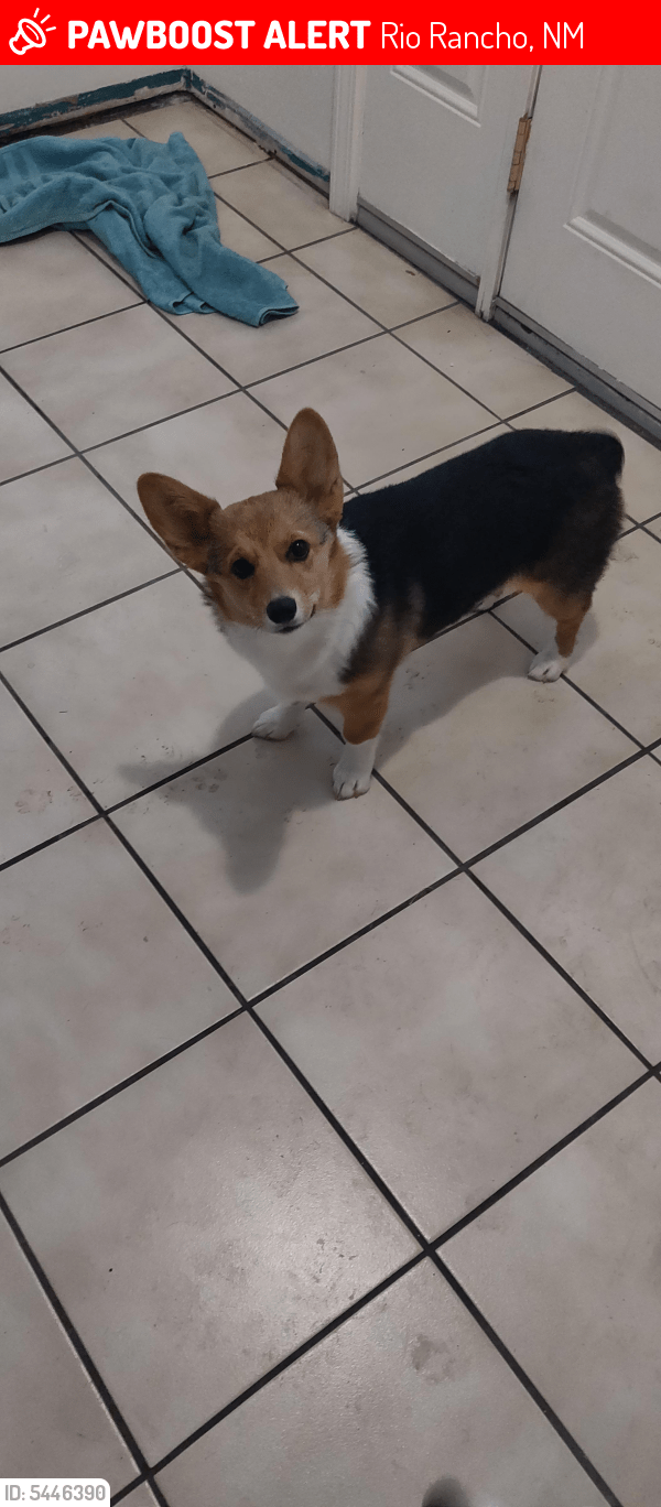 Lost Female Dog in Rio Rancho, NM 87124 Named Bella And Riley (ID