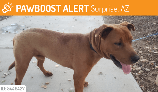 Found/Stray Male Dog in Surprise, AZ 85388 (ID 5449427) PawBoost