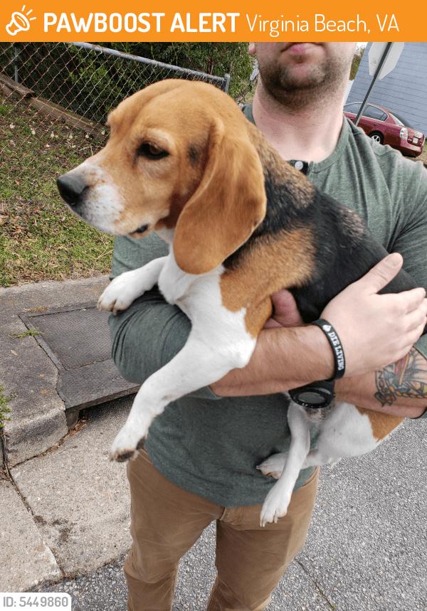 Found/Stray Female Dog in Virginia Beach, VA 23452 (ID 5449860) PawBoost