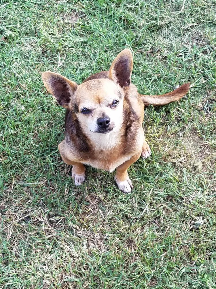 Lost Dogs, Cats and Animals in Summerville, SC 29483