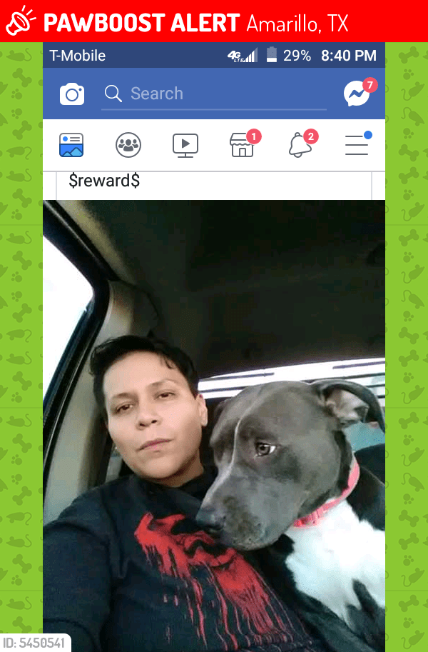 Lost Female Dog in Amarillo, TX 79109 Named Sukoshi (ID