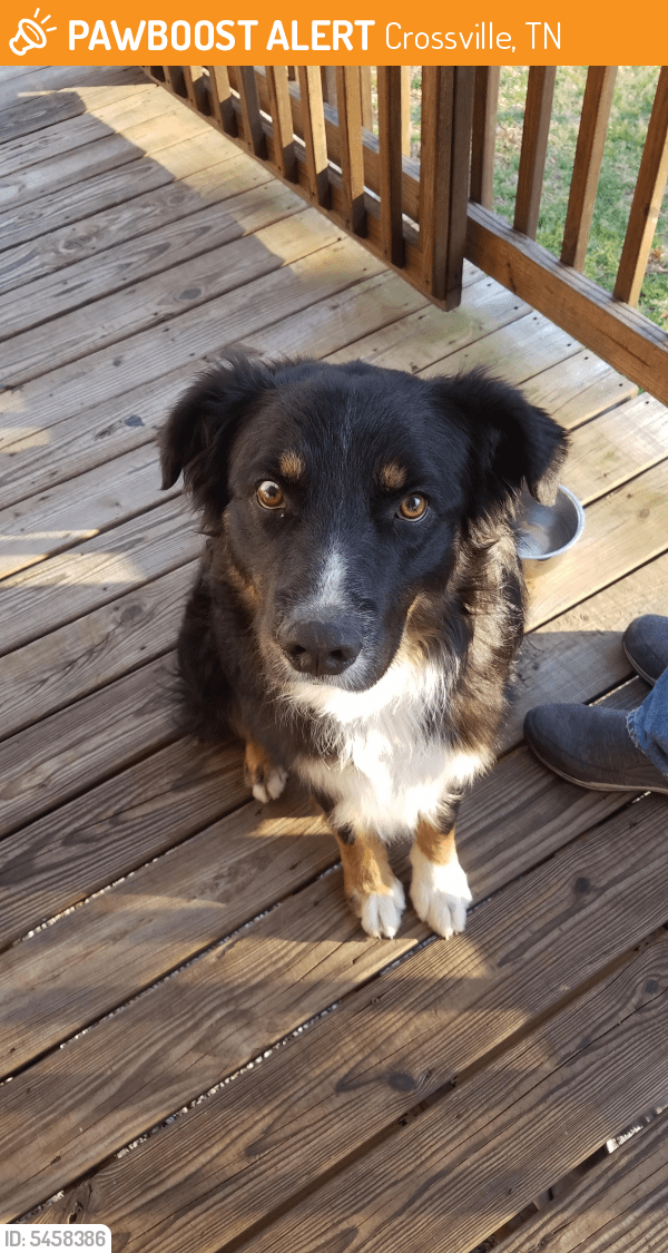 Found/Stray Male Dog in Crossville, TN 38555 (ID 5458386) PawBoost