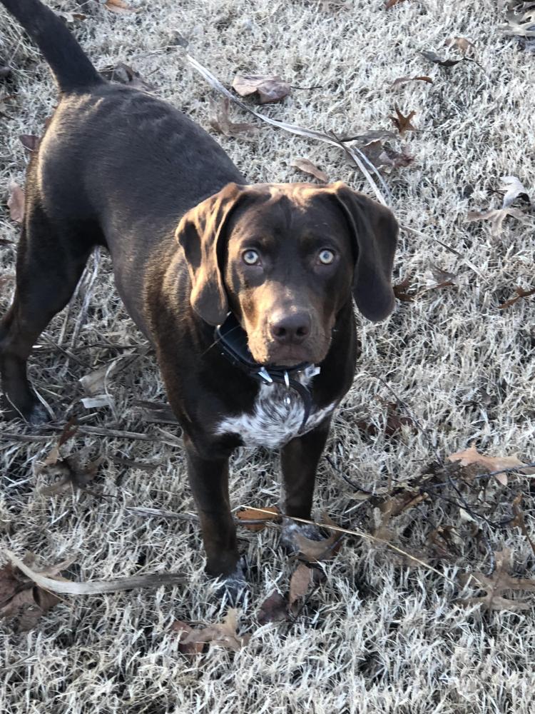 Lost & Found Dogs, Cats, and Pets in Memphis, TN 38135 Page 1 PawBoost