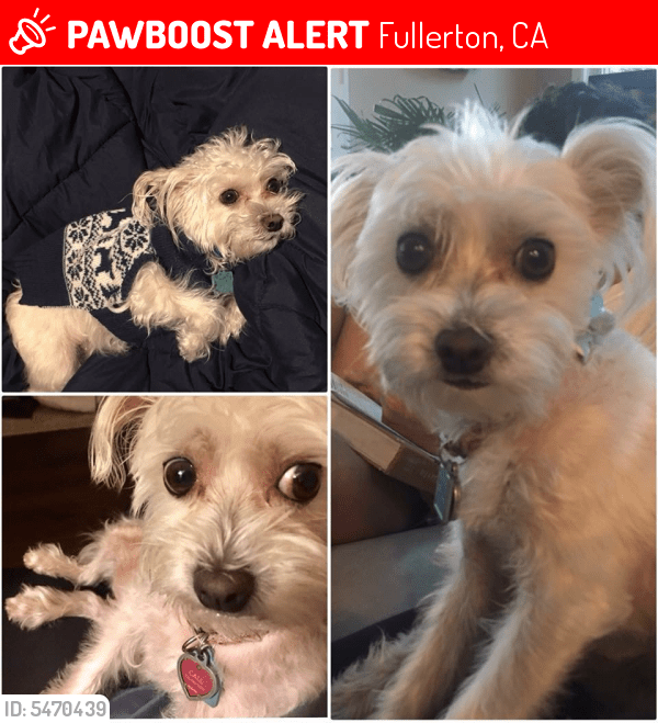 Lost Female Dog in Fullerton, CA 92835 Named Biscuit (ID 5470439) PawBoost