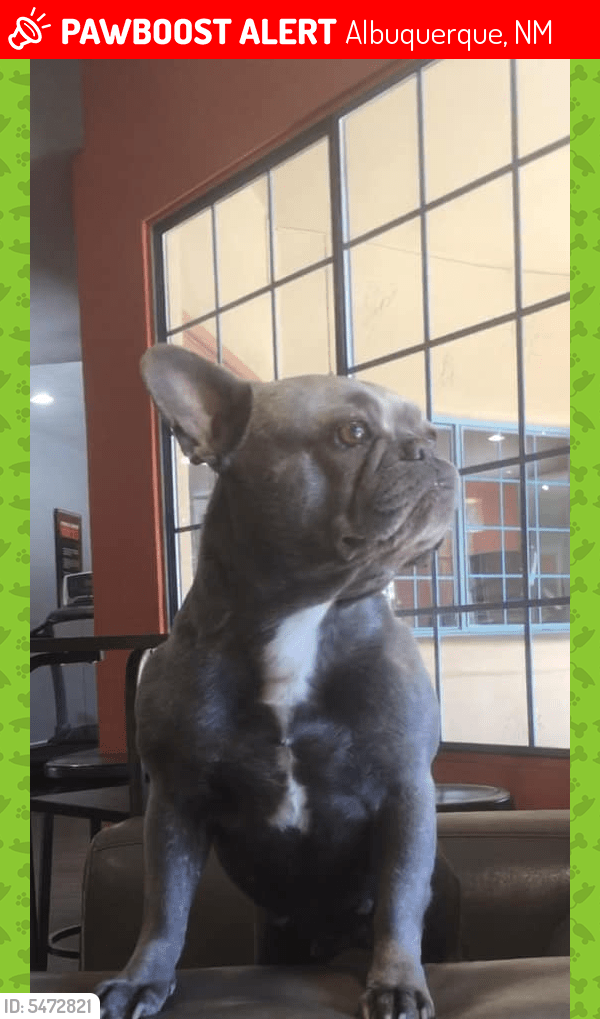 Albuquerque Nm Pet Adoption No Room At Albuquerque Animal Shelters