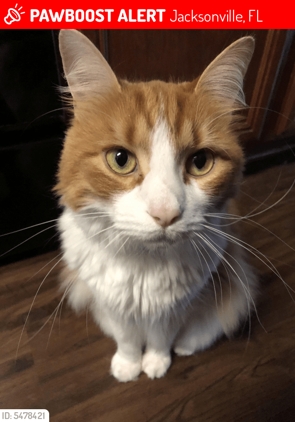 Lost Male Cat in Jacksonville, FL 32227 Named O Malley (ID 5478421