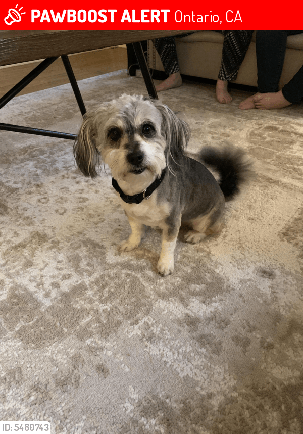 Lost Male Dog in Ontario, CA 91761 Named Bandit (ID 5480743) PawBoost