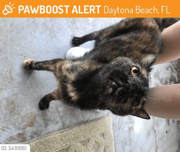 Rehomed Female Cat in Daytona Beach, FL 32114 (ID 5481861) PawBoost