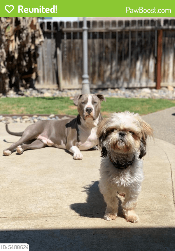Reunited Female Dog in Visalia, CA 93277 (ID 5480624) PawBoost