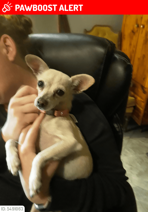 Lost Female Dog in Bernalillo County, NM 87047 Named Duncan (ID