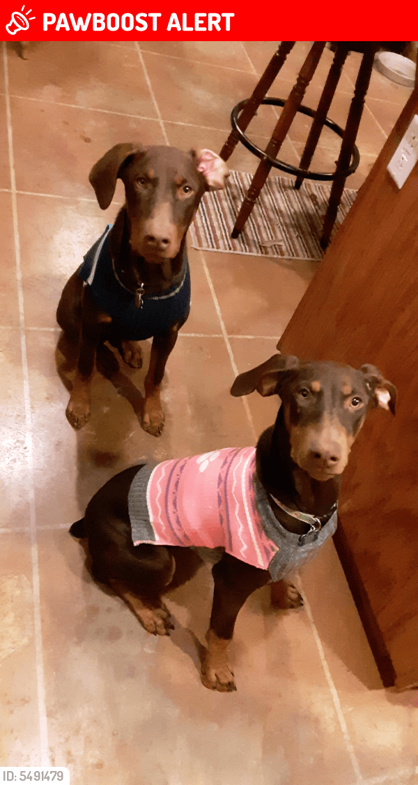 Lost Female Dog in Bernalillo County, NM 87059 Named Rosie (ID 5491479