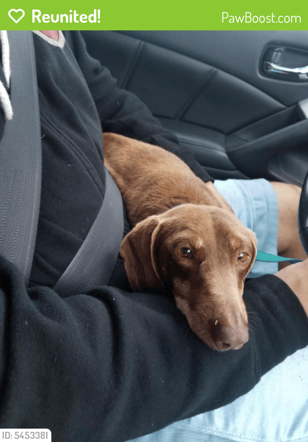 Reunited Male Dog in Corpus Christi, TX 78414 (ID 5453381) PawBoost