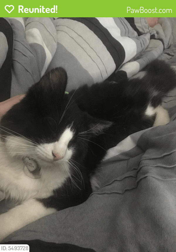 Reunited Male Cat in San Bernardino, CA 92407 (ID 5493728) PawBoost