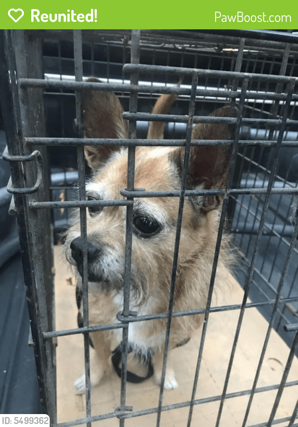 Reunited Male Dog in Fort Lauderdale, FL 33315 (ID 5499362) PawBoost