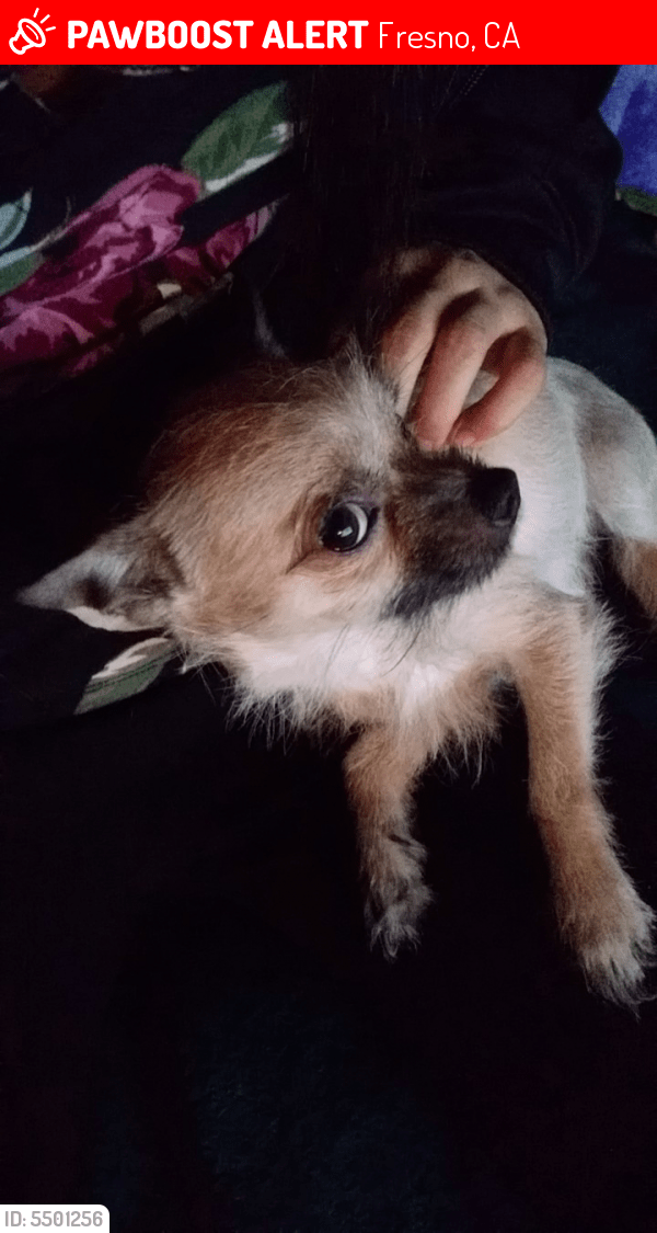 Lost Male Dog in Fresno, CA 93727 Named Peter (ID 5501256) PawBoost